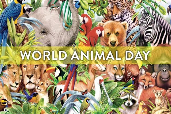 9-ways-to-celebrate-world-animal-day-spca-selangor